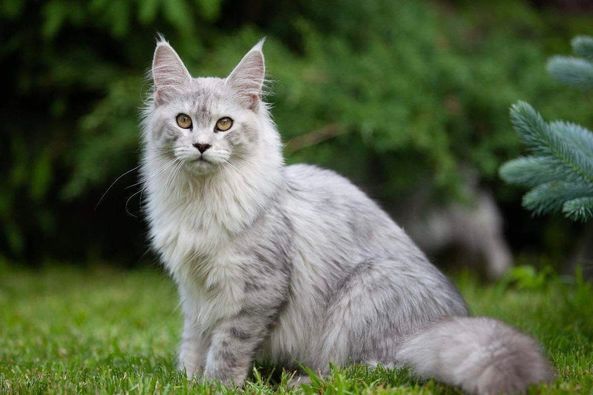 Maine Coon