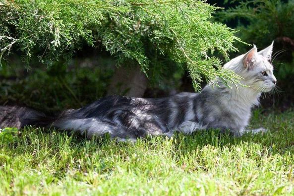 Maine Coon