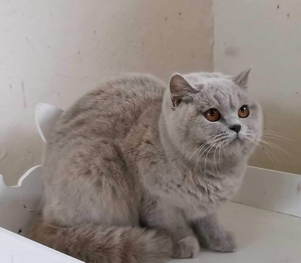 British Shorthair