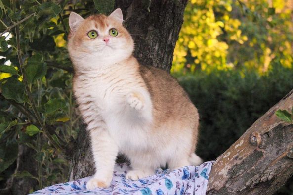 British Shorthair