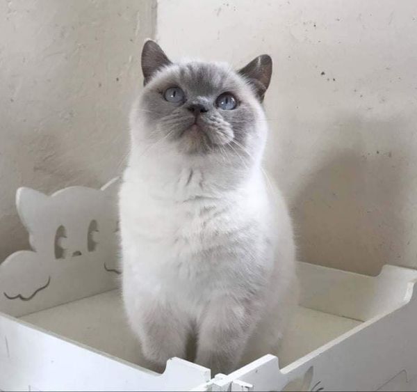 British Shorthair