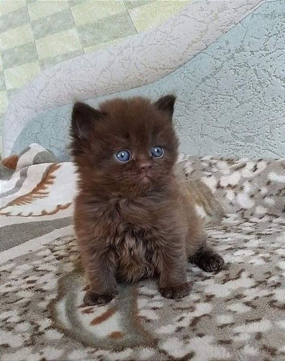 British Longhair