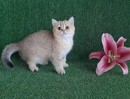 British Shorthair