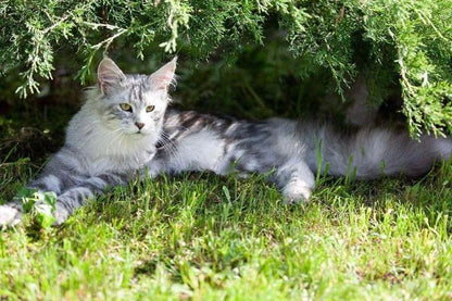 Maine Coon