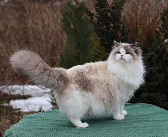 Ragdoll