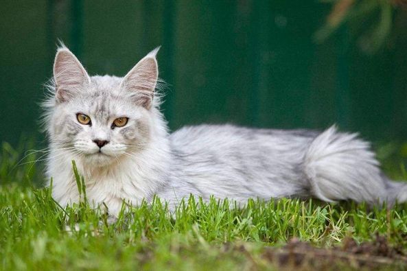 Maine Coon