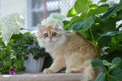 British Longhair