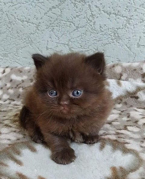 British Longhair