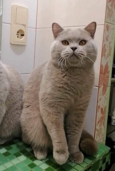 British Shorthair