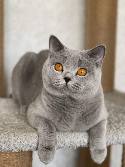 British Shorthair