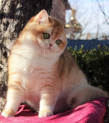 British Shorthair