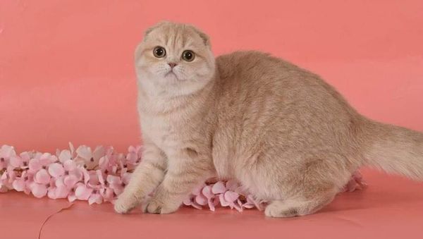 Scottish Fold