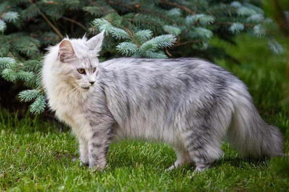 Maine Coon