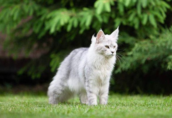 Maine Coon