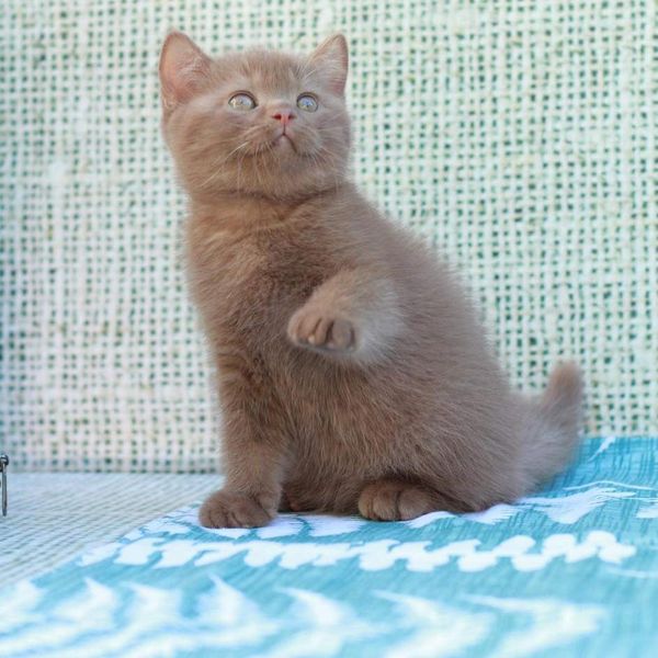 British Shorthair