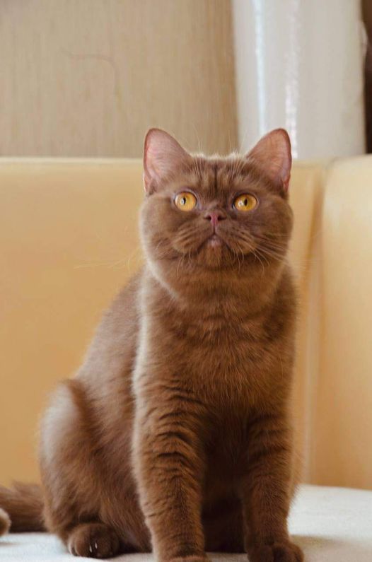 British Shorthair