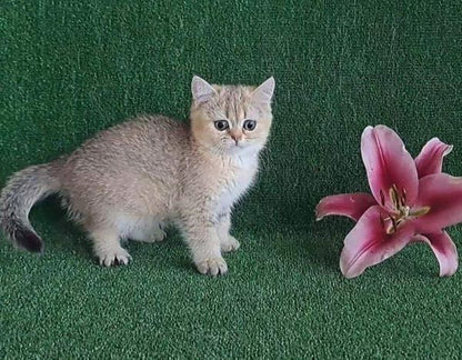 British Shorthair