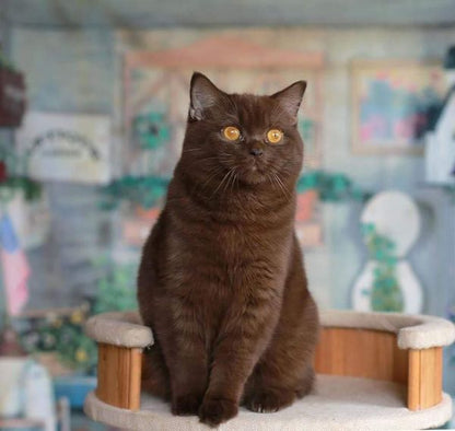 British Shorthair