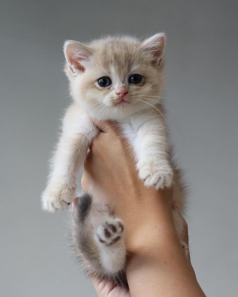 British Shorthair