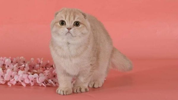 Scottish Fold