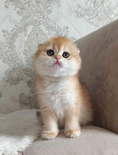 Scottish Fold