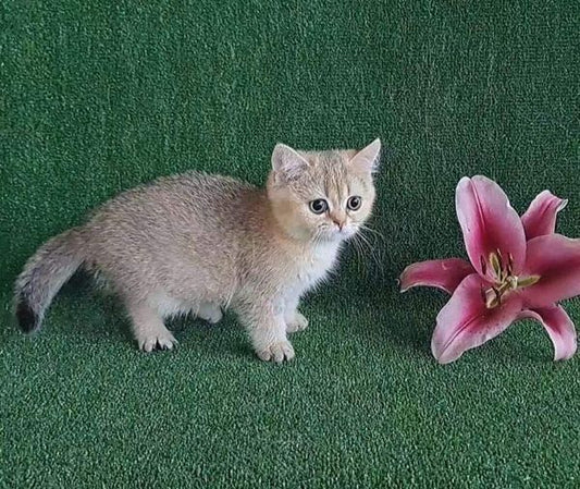 British Shorthair