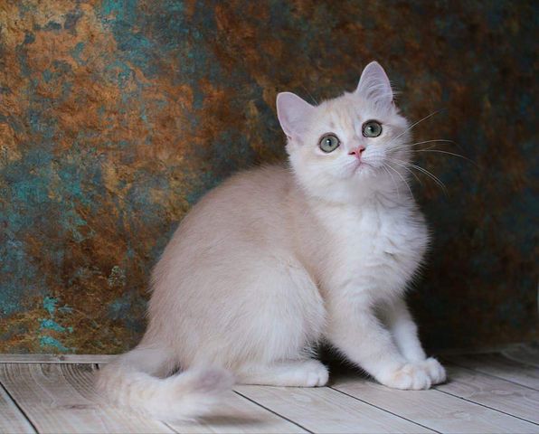 British Shorthair