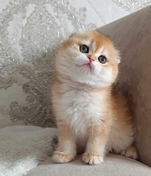 Scottish Fold