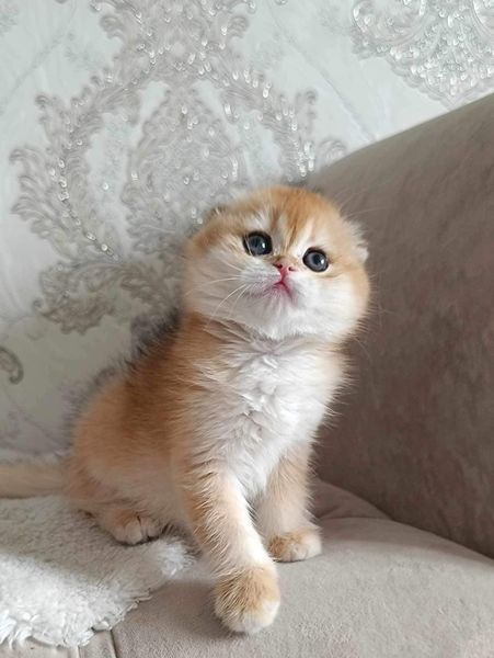 Scottish Fold