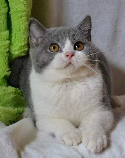 British Shorthair