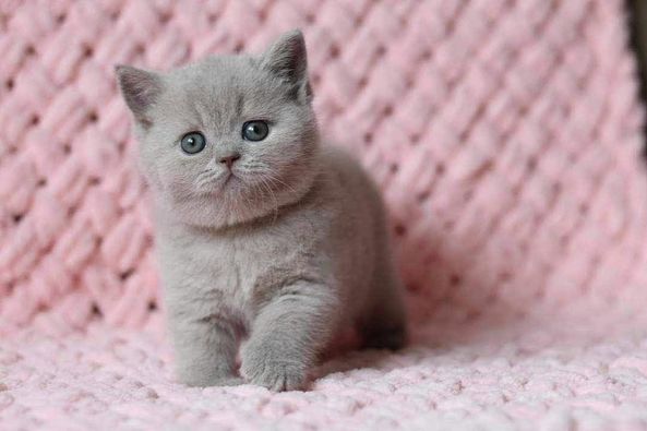 British Shorthair