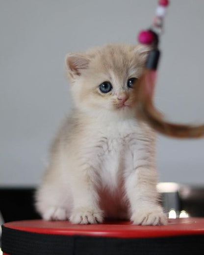 British Shorthair