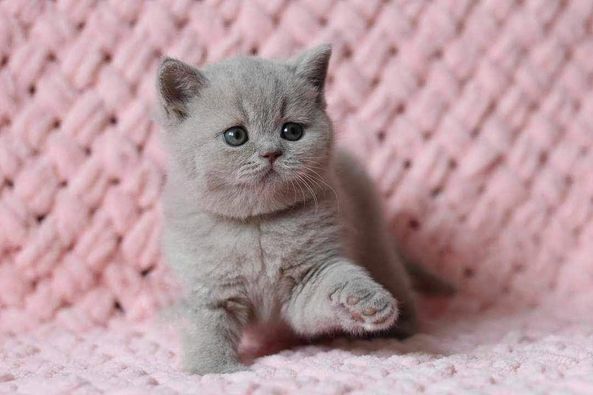 British Shorthair