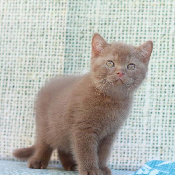 British Shorthair