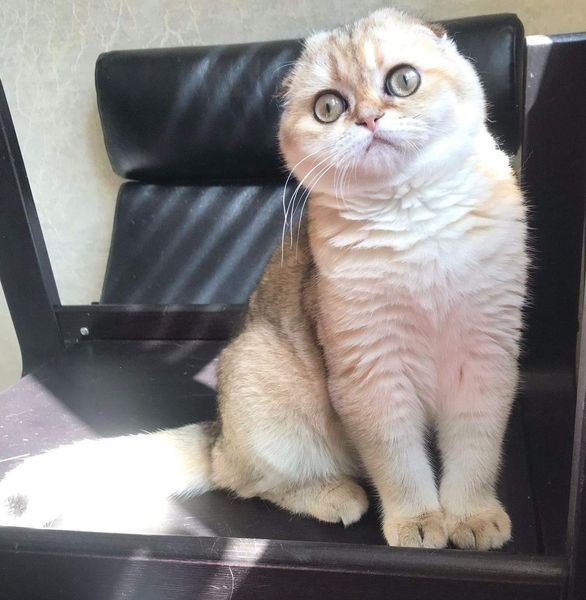 Scottish Fold