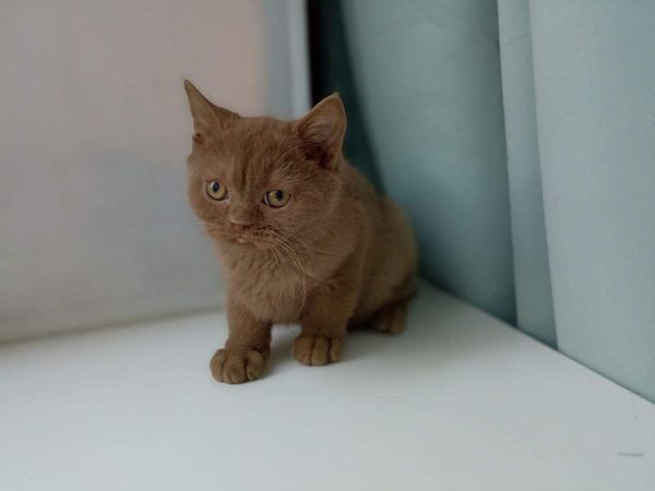 British Shorthair