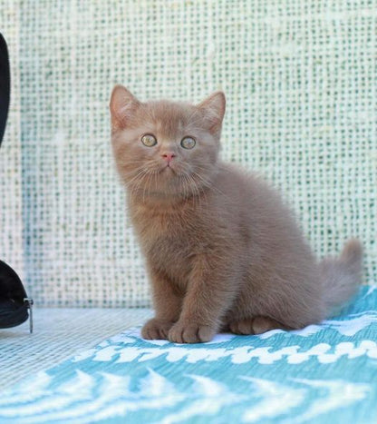 British Shorthair