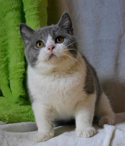 British Shorthair