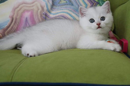 British Shorthair