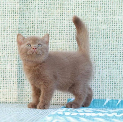 British Shorthair