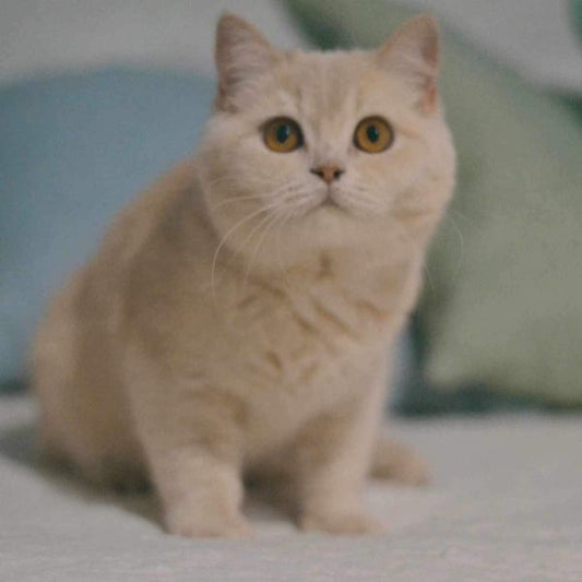 British Shorthair