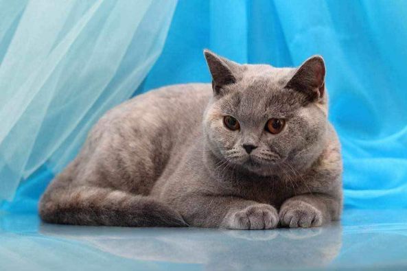 British Shorthair