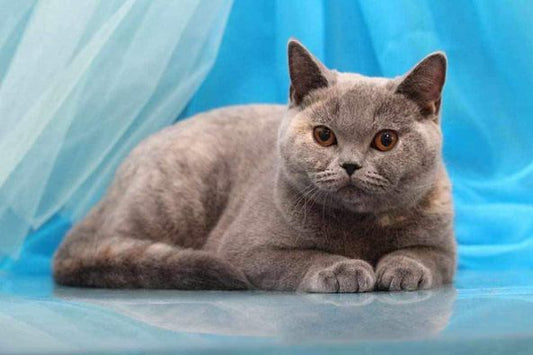 British Shorthair