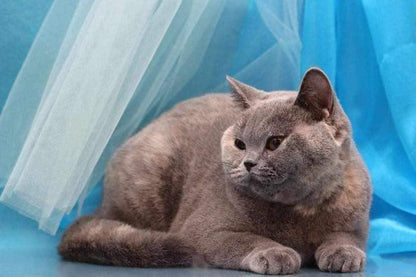 British Shorthair