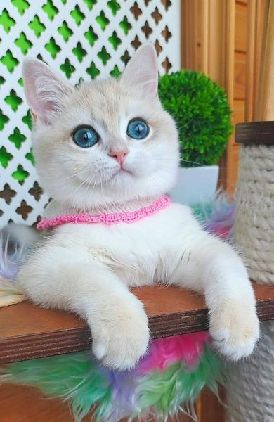 British Shorthair