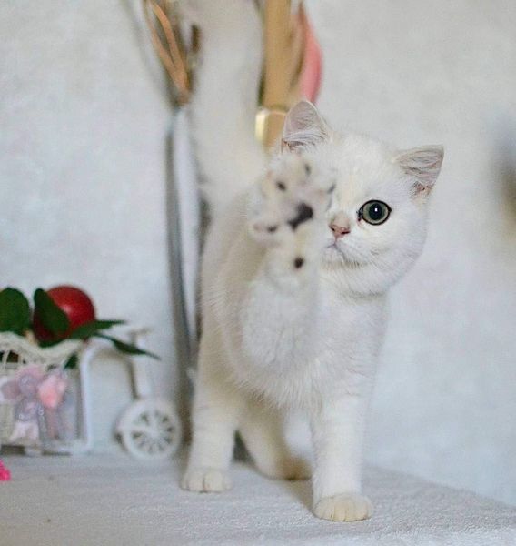 British Shorthair