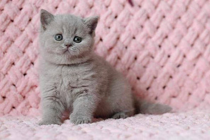 British Shorthair