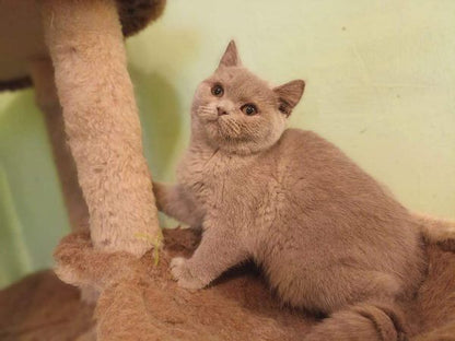 British Shorthair