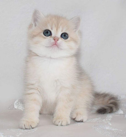 British Shorthair