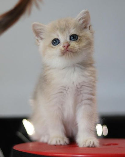 British Shorthair